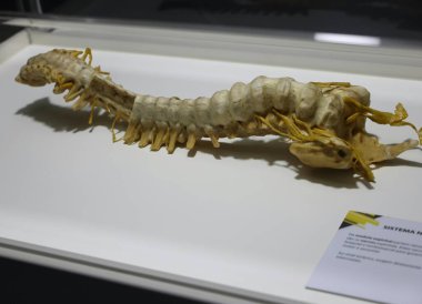 Sao Paulo (SP), 05 / 17 / 2024 - Uluslararası İnsan Vücut Sergisi Sao Paulo 'ya geldi ve bugünden itibaren 16 Mayıs - 18 Ağustos 2024 tarihleri arasında SP Market' te gerçek vücutlarla eğitim sergisine ev sahipliği yaptı..