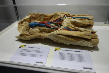 Sao Paulo (SP), 05 / 17 / 2024 - Uluslararası İnsan Vücut Sergisi Sao Paulo 'ya geldi ve bugünden itibaren 16 Mayıs - 18 Ağustos 2024 tarihleri arasında SP Market' te gerçek vücutlarla eğitim sergisine ev sahipliği yaptı..