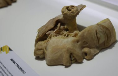 Sao Paulo (SP), 05 / 17 / 2024 - Uluslararası İnsan Vücut Sergisi Sao Paulo 'ya geldi ve bugünden itibaren 16 Mayıs - 18 Ağustos 2024 tarihleri arasında SP Market' te gerçek vücutlarla eğitim sergisine ev sahipliği yaptı..