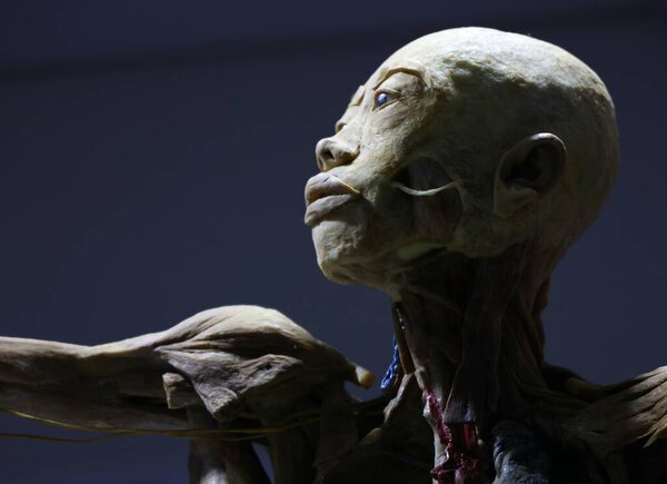 Сан-Паулу (Бразилия), 17.05.2024 - Международная выставка человеческого тела прибывает в Сан-Паулу и с сегодняшнего дня, с 16 мая по 18 августа 2024 года, проводит образовательную выставку с реальными телами на Торговом рынке..