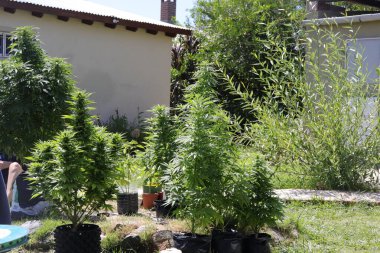 Colonia de Sacramento (Uruguay), 02 / 22 / 2020 - CANNABIS / DESCRIMINATION / STF / COLONIA / URUGUAY - Uruguay 'ın Colonia de Sacramento kentinde esrar ekimi. Vatandaşlar evlerinin bahçelerinde kenevir bitkileri yetiştiriyorlar.