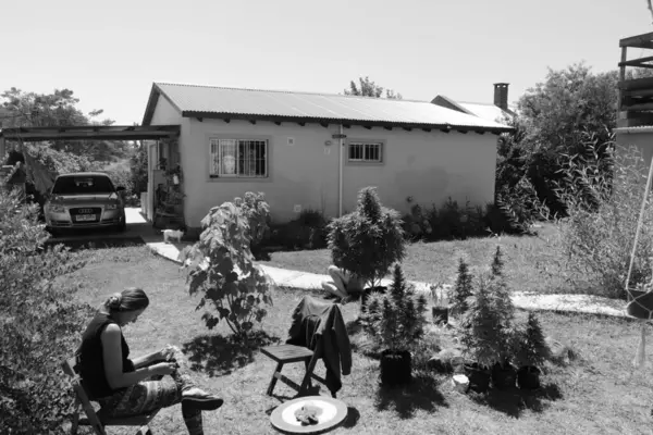 stock image Colonia de Sacramento (Uruguay), 02/22/2020 - CANNABIS/DESCRIMINATION/STF/COLONIA/URUGUAY - Cannabis planting in the city of Colonia de Sacramento in Uruguay. Residents grow Cannabis plants in their home gardens.