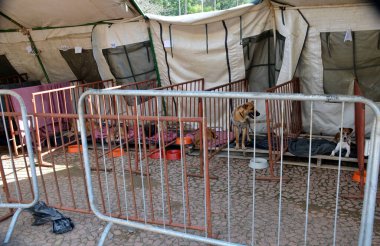 Porto Alegre (SC), Brezilya 07 / 21 / 2024 İkinci Sorumlu Köpek ve Kediler Fuarı bu Pazar günü Parque da Redencao 'da gerçekleşti. Bu etkinlik Çevre ve Altyapı Sekreterliği tarafından düzenlenir. 