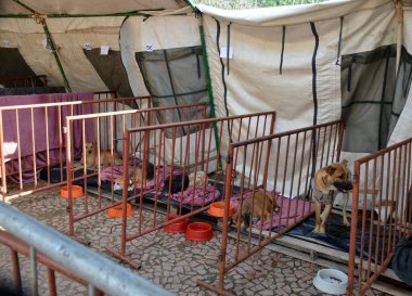 Porto Alegre (SC), Brezilya 07 / 21 / 2024 İkinci Sorumlu Köpek ve Kediler Fuarı bu Pazar günü Parque da Redencao 'da gerçekleşti. Bu etkinlik Çevre ve Altyapı Sekreterliği tarafından düzenlenir. 