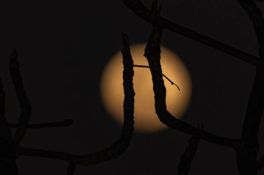 Rio de Janeiro, (RJ), Brezilya 08 / 18 / 2024 - 2024 'ün ilk Süper Ay' ı 'Sturgeon Moon' fenomeniyle çakışacak ve bize 'Süper Mavi Ay' ın değerini anlamamızı sağlayacak.. 