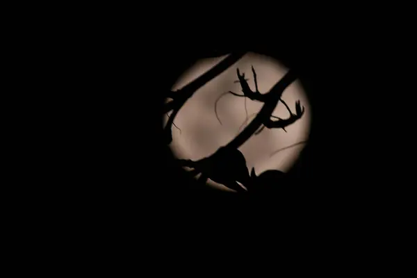 stock image Rio de Janeiro, (RJ), Brazil 08/20/2024 - View of the moon today, August 20, 2024, the Moon is in the Full phase, it is 100% visible and growing. There are 6 days left until the Waning Moon.