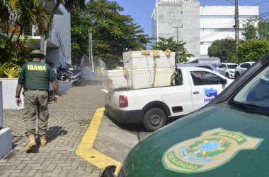 CEARA MIRIM (RN), Brezilya 08 / 26 / 2024 - Rio Grande do Norte 'nin PRF' si, Ceara Mrim kentinde 300 kg 'dan fazla ıstakoz ele geçirdi. Istakozlar eyalet başkenti Natal 'daki IBAMA merkezine götürüldü.