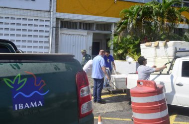 CEARA MIRIM (RN), Brezilya 08 / 26 / 2024 - Rio Grande do Norte 'nin PRF' si, Ceara Mrim kentinde 300 kg 'dan fazla ıstakoz ele geçirdi. Istakozlar eyalet başkenti Natal 'daki IBAMA merkezine götürüldü.