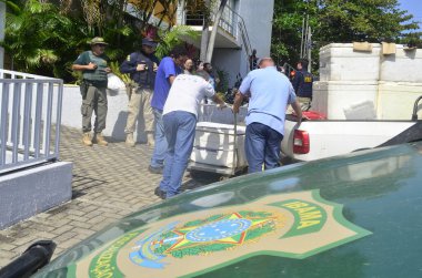 CEARA MIRIM (RN), Brezilya 08 / 26 / 2024 - Rio Grande do Norte 'nin PRF' si, Ceara Mrim kentinde 300 kg 'dan fazla ıstakoz ele geçirdi. Istakozlar eyalet başkenti Natal 'daki IBAMA merkezine götürüldü.