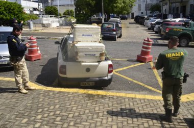 CEARA MIRIM (RN), Brezilya 08 / 26 / 2024 - Rio Grande do Norte 'nin PRF' si, Ceara Mrim kentinde 300 kg 'dan fazla ıstakoz ele geçirdi. Istakozlar eyalet başkenti Natal 'daki IBAMA merkezine götürüldü.