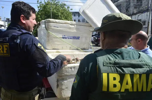 Stock image CEARA MIRIM (RN), Brazil 08/26/2024 - PRF of Rio Grande do Norte, seized more than 300 kg of lobsters in the city of Ceara Mirim. The lobsters were taken to the IBAMA headquarters in Natal, the state capital