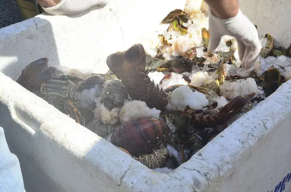 Stock image CEARA MIRIM (RN), Brazil 08/26/2024 - PRF of Rio Grande do Norte, seized more than 300 kg of lobsters in the city of Ceara Mirim. The lobsters were taken to the IBAMA headquarters in Natal, the state capital