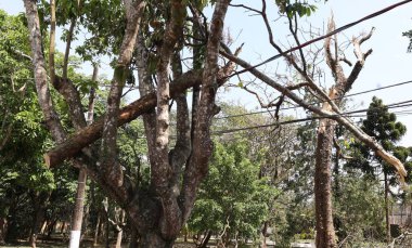 Cotia (SP), Brezilya 10 / 15 / 2024 - Cotia kentindeki Jardim da Gloria mahallesi hala elektriksiz, 11 Cuma (leco viana / theenews2) günü bu yağmurda pek çok ağaç, direk ve sokak kapalı durumda)