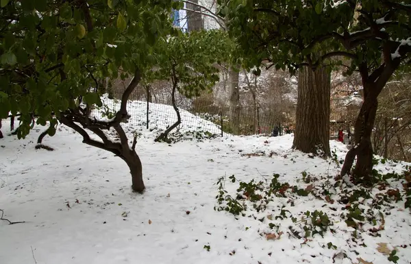 Central Park 'ta kar yağışıyla birlikte kışın ilk günü. 21 Aralık 2024, New York, ABD: New York şehri kışın ilk günü Central Park 'ta kar taneleriyle kaplandı. (niyi fote / the new ws2)