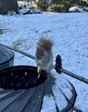 İki kuş bakarken sincap Central Park 'ta patates kızartması yerken görülüyor. 22 Ocak, New York, ABD: Bir sincap Central Park 'taki fıstık yokluğunda patates kızartması yerken görülüyor. Bu arada iki kuş izliyor ve kırıntıları bekliyor..
