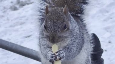 İki kuş bakarken sincap Central Park 'ta patates kızartması yerken görülüyor. 22 Ocak, New York, ABD: Bir sincap Central Park 'taki fıstık yokluğunda patates kızartması yerken görülüyor. Bu arada iki kuş izliyor ve kırıntıları bekliyor..