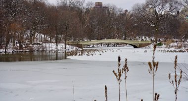 Central Park 'ta bir gecede 8 cm kar yağdı. 9 Şubat 2025, New York, ABD: New York Şehri cumartesi gecesi ve pazar günleri arasında tüm şehirde ve özellikle Central Park 'ta çok fazla kar taneciği bırakarak en şiddetli kar yağışıyla karşı karşıya kaldı