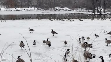 Central Park 'ta bir gecede 8 cm kar yağdı. 9 Şubat 2025, New York, ABD: New York Şehri cumartesi gecesi ve pazar günleri arasında tüm şehirde ve özellikle Central Park 'ta çok fazla kar taneciği bırakarak en şiddetli kar yağışıyla karşı karşıya kaldı