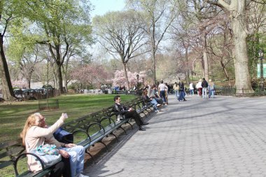14 Nisan 2025, Central Park, New York, ABD: New Yorklular ve turistler güneşli bir günde kiraz çiçeklerini görmek için Central Park 'a akın ediyorlar; selfie çekiyorlar ve güzellikten faydalanıyorlar. (niyi fote / the new ws2)