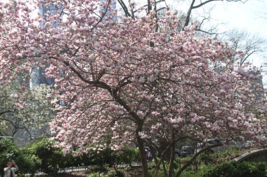 14 Nisan 2025, Central Park, New York, ABD: New Yorklular ve turistler güneşli bir günde kiraz çiçeklerini görmek için Central Park 'a akın ediyorlar; selfie çekiyorlar ve güzellikten faydalanıyorlar. (niyi fote / the new ws2)