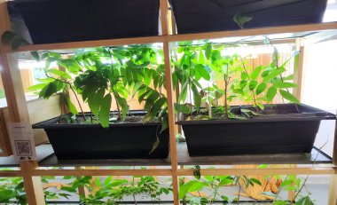 Sao Paulo (SP), Brezilya 04 / 19 / 2025 - Rua Dona Germaine Burchard, 451, Agua Branca (leco viana / thenews2)