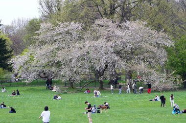 18 Nisan 2025, New York, ABD: New Yorklular New York 'taki Central Park' ın büyük çimlerinde güzel bir cuma gününü kutlarken, spor yaparken, piknik yaparken (niyi fote / the enews2)