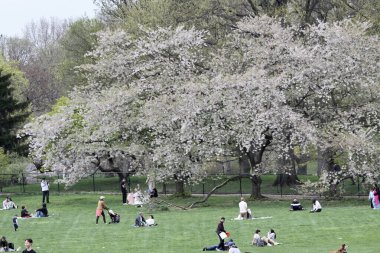 18 Nisan 2025, New York, ABD: New Yorklular New York 'taki Central Park' ın büyük çimlerinde güzel bir cuma gününü kutlarken, spor yaparken, piknik yaparken (niyi fote / the enews2)