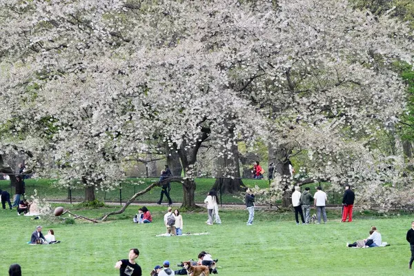 18 Nisan 2025, New York, ABD: New Yorklular New York 'taki Central Park' ın büyük çimlerinde güzel bir cuma gününü kutlarken, spor yaparken, piknik yaparken (niyi fote / the enews2)