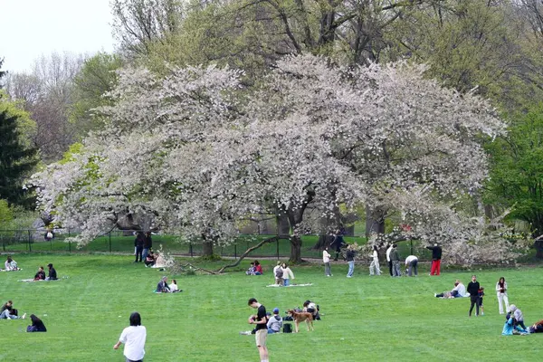 18 Nisan 2025, New York, ABD: New Yorklular New York 'taki Central Park' ın büyük çimlerinde güzel bir cuma gününü kutlarken, spor yaparken, piknik yaparken (niyi fote / the enews2)