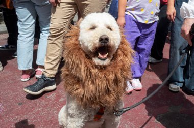 New York Paskalya Geçidi ve Paskalya Şapkası Festivali 2025. 20 Nisan 2025, New York, New York, ABD: Her yıl düzenlenen Paskalya Geçidi ve Paskalya Şapkası Festivali sırasında aslan kılığına girmiş küçük bir köpek görülüyor. (m10 'lar / yeniler 2)
