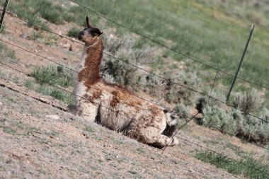 Tao, New Mexico, ABD: 22 Mayıs 2025 - lama güneşli havanın tadını çıkarıyor. Lama, yaklaşık 5000 yıl önce evcilleştirilmiş ve Andean kültürleri tarafından hayvan sürüsü olarak kullanılan Güney Amerika kamelyalarıdır. (Niyi Fote/Thenews2)