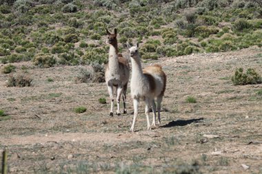 Tao, New Mexico, ABD: 22 Mayıs 2025 - lama güneşli havanın tadını çıkarıyor. Lamalar yaklaşık 5000 yıl önce evcilleştirilen Güney Amerika kamelyalarıdır ve Andean kültürleri tarafından sürü hayvanı olarak kullanılırlar. (Niyi Fote/Thenews2)