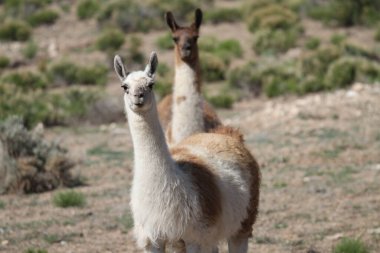 Tao, New Mexico, ABD: 22 Mayıs 2025 - lama güneşli havanın tadını çıkarıyor. Lamalar yaklaşık 5000 yıl önce evcilleştirilen Güney Amerika kamelyalarıdır ve Andean kültürleri tarafından sürü hayvanı olarak kullanılırlar. (Niyi Fote/Thenews2)