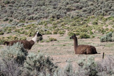 Tao, New Mexico, ABD: 22 Mayıs 2025 - lama güneşli havanın tadını çıkarıyor. Lamalar yaklaşık 5000 yıl önce evcilleştirilen Güney Amerika kamelyalarıdır ve Andean kültürleri tarafından sürü hayvanı olarak kullanılırlar. (Niyi Fote/Thenews2)