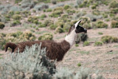 Tao, New Mexico, ABD: 22 Mayıs 2025 - lama güneşli havanın tadını çıkarıyor. Lama, yaklaşık 5000 yıl önce evcilleştirilmiş ve Andean kültürleri tarafından hayvan sürüsü olarak kullanılan Güney Amerika kamelyalarıdır. (Niyi Fote/Thenews2)