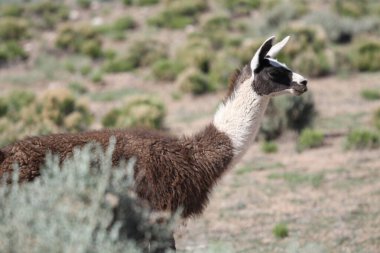 Tao, New Mexico, ABD: 22 Mayıs 2025 - lama güneşli havanın tadını çıkarıyor. Lama, yaklaşık 5000 yıl önce evcilleştirilmiş ve Andean kültürleri tarafından hayvan sürüsü olarak kullanılan Güney Amerika kamelyalarıdır. (Niyi Fote/Thenews2)