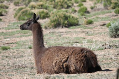 Tao, New Mexico, ABD: 22 Mayıs 2025 - lama güneşli havanın tadını çıkarıyor. Lama, yaklaşık 5000 yıl önce evcilleştirilmiş ve Andean kültürleri tarafından hayvan sürüsü olarak kullanılan Güney Amerika kamelyalarıdır. (Niyi Fote/Thenews2)