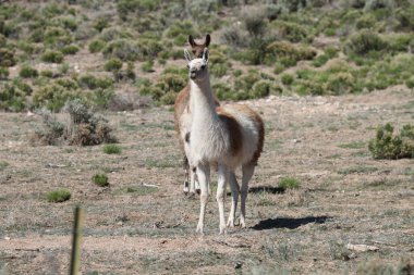 Tao, New Mexico, ABD: 22 Mayıs 2025 - lama güneşli havanın tadını çıkarıyor. Lamalar yaklaşık 5000 yıl önce evcilleştirilen Güney Amerika kamelyalarıdır ve Andean kültürleri tarafından sürü hayvanı olarak kullanılırlar. (Niyi Fote/Thenews2)