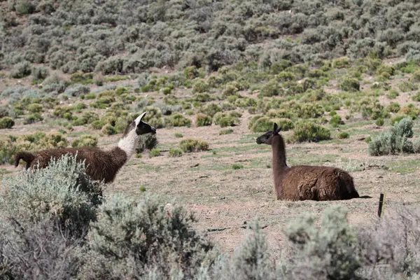 Tao, New Mexico, ABD: 22 Mayıs 2025 - lama güneşli havanın tadını çıkarıyor. Lamalar yaklaşık 5000 yıl önce evcilleştirilen Güney Amerika kamelyalarıdır ve Andean kültürleri tarafından sürü hayvanı olarak kullanılırlar. (Niyi Fote/Thenews2)