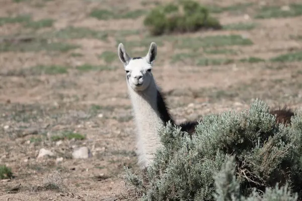 Tao, New Mexico, ABD: 22 Mayıs 2025 - lama güneşli havanın tadını çıkarıyor. Lama, yaklaşık 5000 yıl önce evcilleştirilmiş ve Andean kültürleri tarafından hayvan sürüsü olarak kullanılan Güney Amerika kamelyalarıdır. (Niyi Fote/Thenews2)