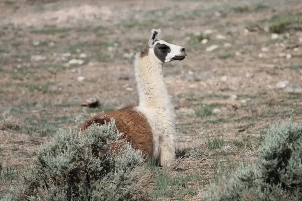 Tao, New Mexico, ABD: 22 Mayıs 2025 - lama güneşli havanın tadını çıkarıyor. Lama, yaklaşık 5000 yıl önce evcilleştirilmiş ve Andean kültürleri tarafından hayvan sürüsü olarak kullanılan Güney Amerika kamelyalarıdır. (Niyi Fote/Thenews2)