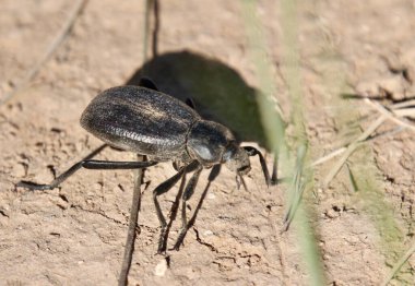 Pimelia Grandis, Tres Piedras çölünde yiyecek arıyor. 24 Mayıs 2025, tres piedras, New Mexico, ABD: pimelia grandis, koyu renkli bir böcek türüdür. (niyi fote\ theenews2)           