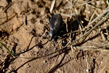 Pimelia Grandis, Tres Piedras çölünde yiyecek arıyor. 24 Mayıs 2025, tres piedras, New Mexico, ABD: pimelia grandis, koyu renkli bir böcek türüdür. (niyi fote\ theenews2)           