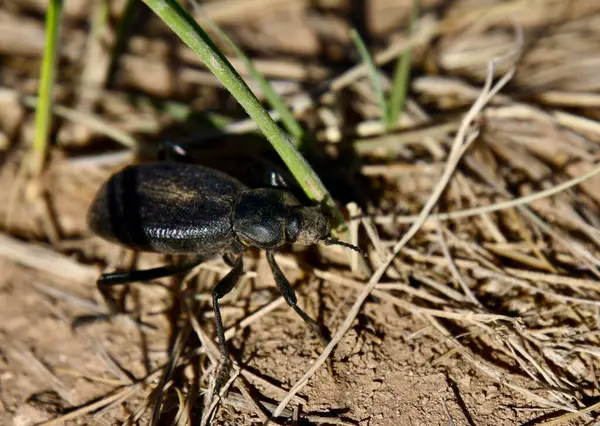 Pimelia Grandis, Tres Piedras çölünde yiyecek arıyor. 24 Mayıs 2025, tres piedras, New Mexico, ABD: pimelia grandis, koyu renkli bir böcek türüdür. (niyi fote\ theenews2)           