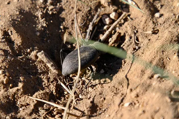 Pimelia Grandis, Tres Piedras çölünde yiyecek arıyor. 24 Mayıs 2025, tres piedras, New Mexico, ABD: pimelia grandis, koyu renkli bir böcek türüdür. (niyi fote\ theenews2)           