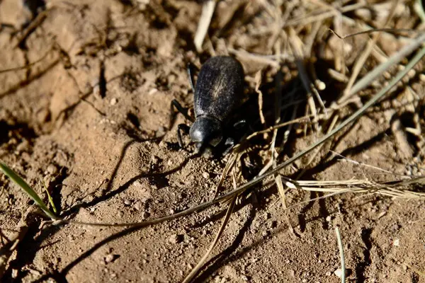 Pimelia Grandis, Tres Piedras çölünde yiyecek arıyor. 24 Mayıs 2025, tres piedras, New Mexico, ABD: pimelia grandis, koyu renkli bir böcek türüdür. (niyi fote\ theenews2)           