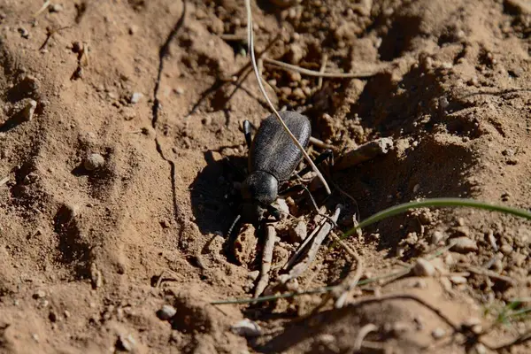 Pimelia Grandis, Tres Piedras çölünde yiyecek arıyor. 24 Mayıs 2025, tres piedras, New Mexico, ABD: pimelia grandis, koyu renkli bir böcek türüdür. (niyi fote\ theenews2)           