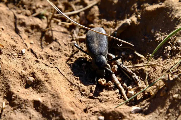 Pimelia Grandis, Tres Piedras çölünde yiyecek arıyor. 24 Mayıs 2025, tres piedras, New Mexico, ABD: pimelia grandis, koyu renkli bir böcek türüdür. (niyi fote\ theenews2)           