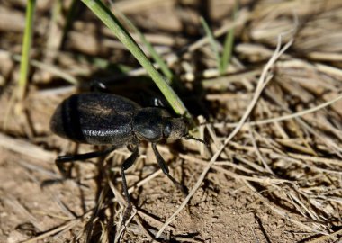 Tres Piedras, New Mexico, ABD: 24 Mayıs 2025 - Pimelia grandis, Kuzey Afrika ve Sahara 'da bulunan koyu renkli bir böcek türüdür. Yetişkinler çiftleşmek için Ocak 'ta ortaya çıkar. (Niyi Fote/Thenews2)