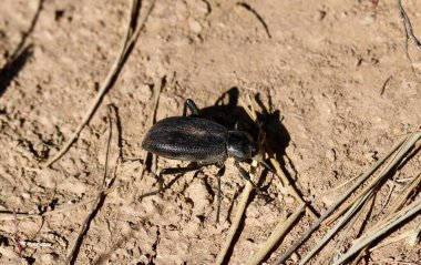 Tres Piedras, New Mexico, ABD: 24 Mayıs 2025 - Pimelia grandis, Kuzey Afrika ve Sahara 'da bulunan koyu renkli bir böcek türüdür. Yetişkinler çiftleşmek için Ocak 'ta ortaya çıkar. (Niyi Fote/Thenews2)